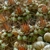 [PLANT/PFLANZE] Frailea atrobella WK 1116