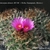 Turbinicarpus alonsoi RS 546 (Xichu)