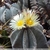 Astrophytum myriostigma 'columnare' (Huizache, Mex)