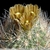 Echinomastus unguispinus KMR 590
