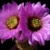 Echinocereus reichenbachii ssp. baileyi (Arbuckle Mts, Oklahoma, USA)