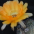 Lobivia chrysantha WR 584 (Quebrada del Toro, Arg)