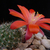 Rebutia albiareolata MN 347 (Padcaya, 2100m, Bolivia)