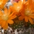 Rebutia archibuiningiana MN 345 (Padcaya, 2100m, Bolivia)