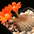 Rebutia fiebrigii MN 354 (new road Tambo-Gareca, 2000m, Bolivia)