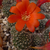 Rebutia fiebrigii fma MN 365 (SE Narvaez, 2075m, Bolivia)