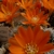 Rebutia spinosissima MN 349 (Angostura, Tarija, 1780m, Bolivia)
