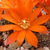 Rebutia kupperiana MN 353 (Canaletas, 2125m, Tarija, Bolivia)