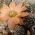 Rebutia pygmaea MN 374 (Pujzara, Tarija, 3750m, Bolivia)