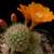 Rebutia pulvinosa BLMT 769.07