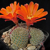 Rebutia spec. MN 352 (Junacas, 2465m, Tarija, Bolivia)