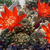 Rebutia spec. MN 367 (S. Canaletas, 2225m, Tarija, Bolivia)