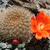 Rebutia spec. RH 3140a (Azurduy, 2700m, Bolivia)