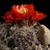 Rebutia steinmannii v. cincinnata MN 378a (Yunchara, 3750m, Bolivia)