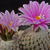 Turbinicarpus valdezianus SB 250