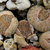 Lithops pseudotruncatella v. dendricia C 72