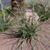 Hesperaloe parviflora