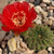 Lobivia cinnabaria TB 133.1