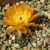Lobivia haemathantha v. kuehnrichii TB 380.1