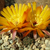 Lobivia haemathantha v. kuehnrichii TB 381.1