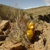 Lobivia haemathantha v. culpinensis TB 57.1