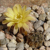 Lobivia pugionacantha v. cornuta TB 79.1