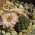 Rebutia pygmaea v. violascens 'odenahlii' TB 135.2
