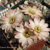 Rebutia pygmaea 'rosalbiflora' TB 75.7