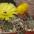 Lobivia chrysantha TB 387.1