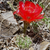 Lobivia calorubra v. pojoensis TB 99.1