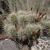 Echinocereus triglochidiatus MN 401 (E. Glenwood, 1890m, Utah, USA)