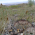 Pediocactus simpsonii MN 407 (Hogan Pass, Utah, 2721m, USA)