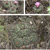 Matucana oreodoxa ssp. roseiflora GC 1084.04 (Depto. La Libertad, Prov. Pataz, E Marañón river, 2500m, Peru)